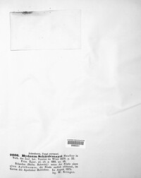 Noblesia crocea image